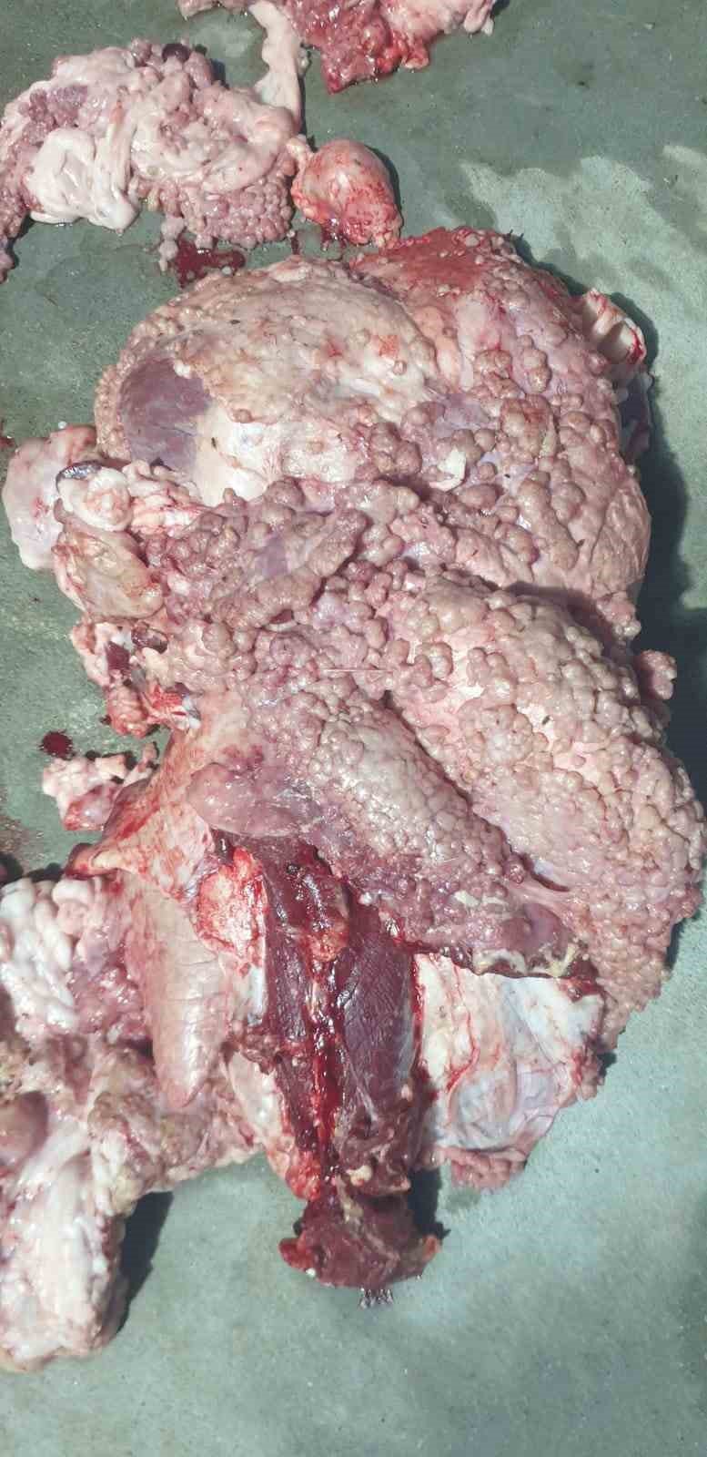 Önce Hastalıklı Kurbanlık Sattılar, Sonra Tehdit Ettiler