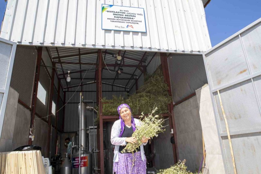 Silifkeli Üreticilerin Adayı Çayı Hasadı Sevinci