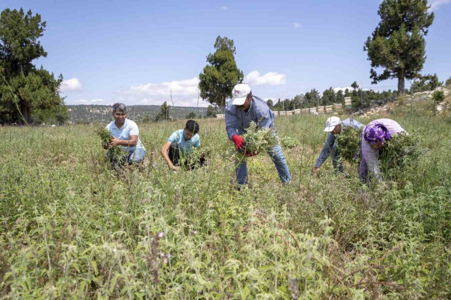 Silifkeli Üreticilerin Adayı Çayı Hasadı Sevinci