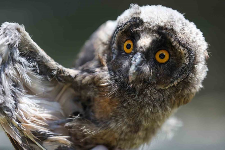 Antalya Doğal Yaşam Parkı’nda 3 Özel Misafir