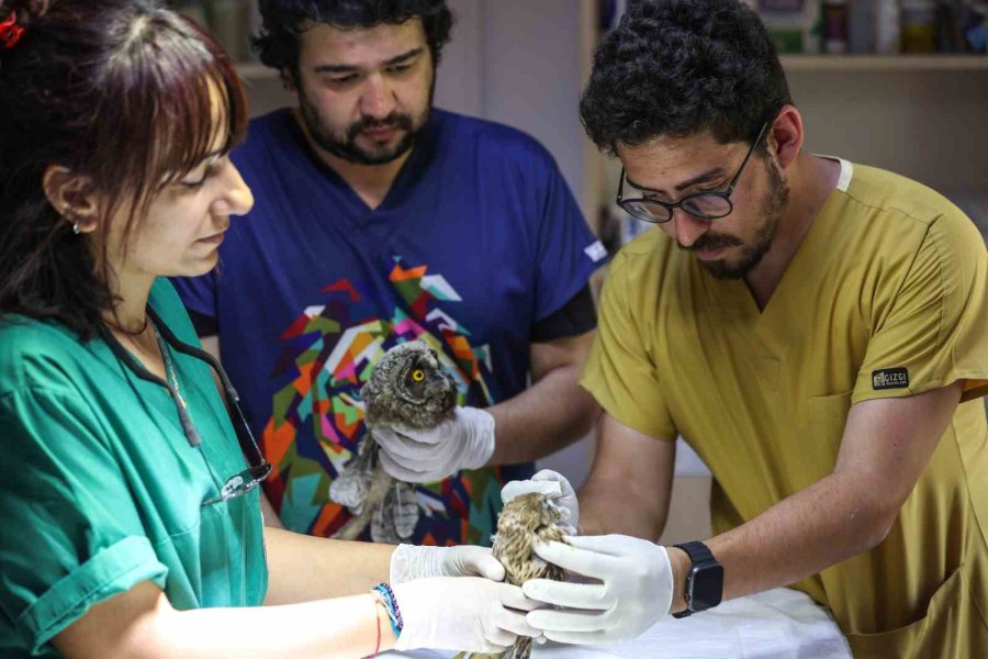 Antalya Doğal Yaşam Parkı’nda 3 Özel Misafir