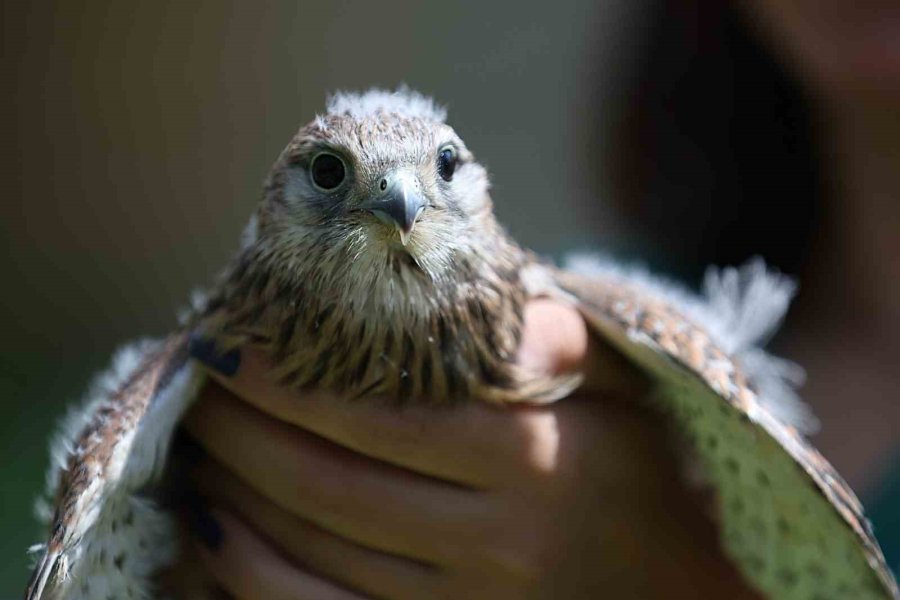 Antalya Doğal Yaşam Parkı’nda 3 Özel Misafir