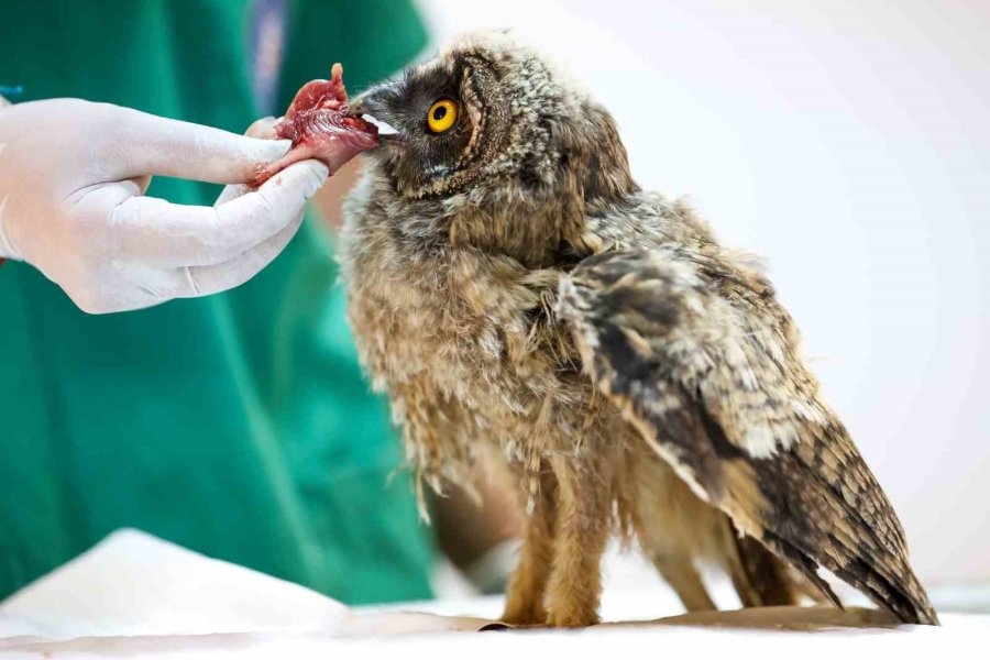 Antalya Doğal Yaşam Parkı’nda 3 Özel Misafir