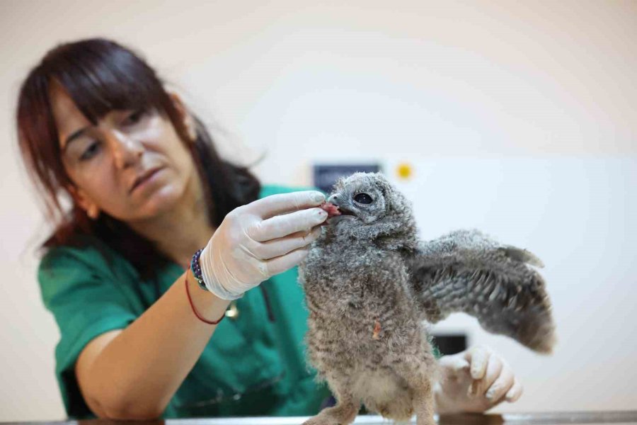 Antalya Doğal Yaşam Parkı’nda 3 Özel Misafir