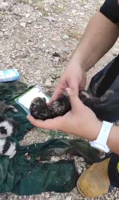 Dumandan Etkilenen Yavru Kediyi Kalp Masajı Ve Suni Teneffüsle Hayata Döndürdü