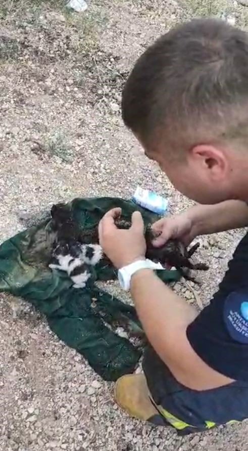 Dumandan Etkilenen Yavru Kediyi Kalp Masajı Ve Suni Teneffüsle Hayata Döndürdü