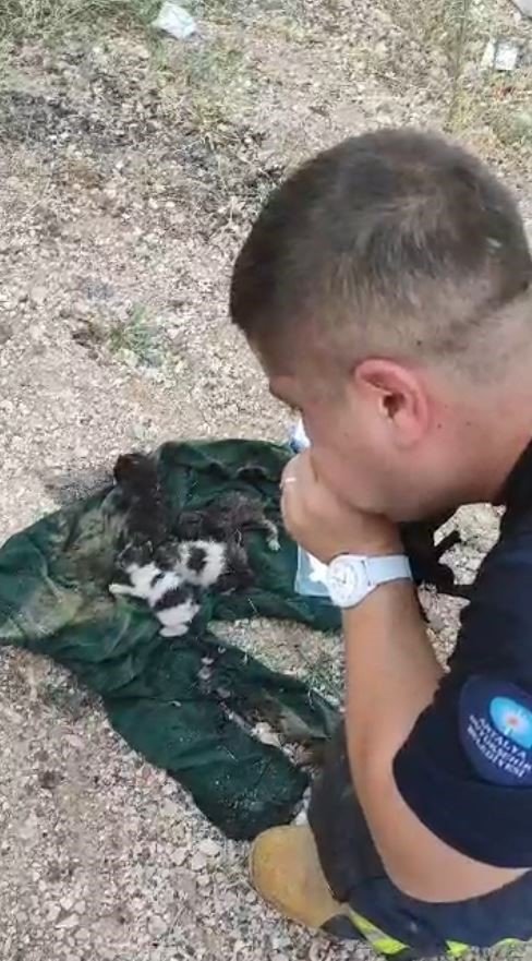 Dumandan Etkilenen Yavru Kediyi Kalp Masajı Ve Suni Teneffüsle Hayata Döndürdü