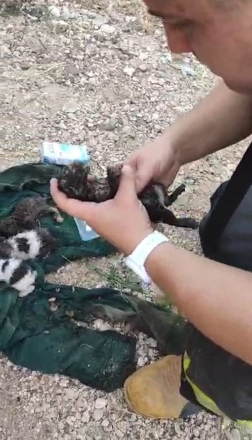 Dumandan Etkilenen Yavru Kediyi Kalp Masajı Ve Suni Teneffüsle Hayata Döndürdü