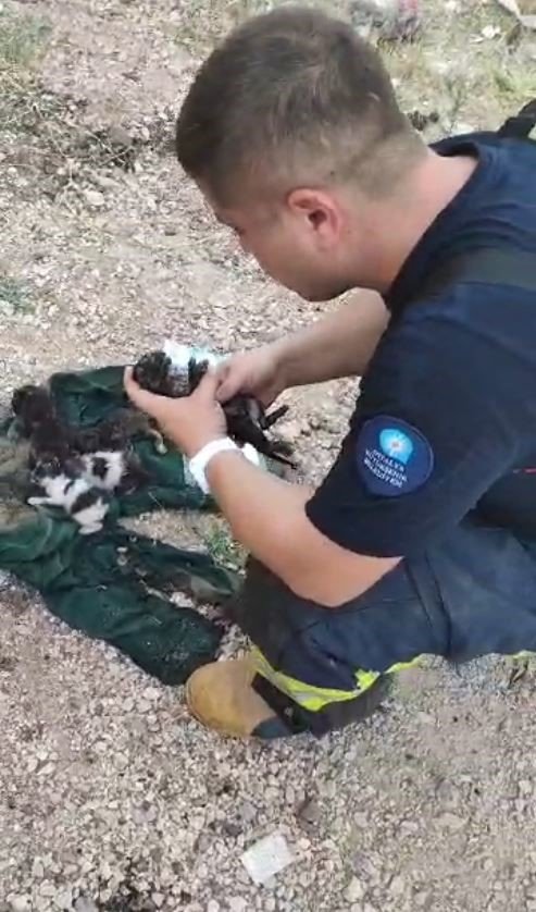 Dumandan Etkilenen Yavru Kediyi Kalp Masajı Ve Suni Teneffüsle Hayata Döndürdü