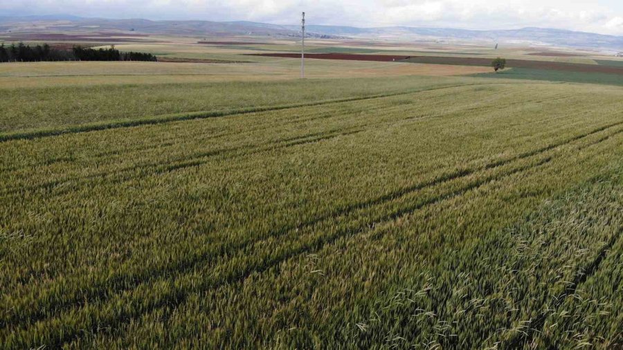 Çiftçilerin Yağış Sonrası Korkusu; ’pas Hastalığı’