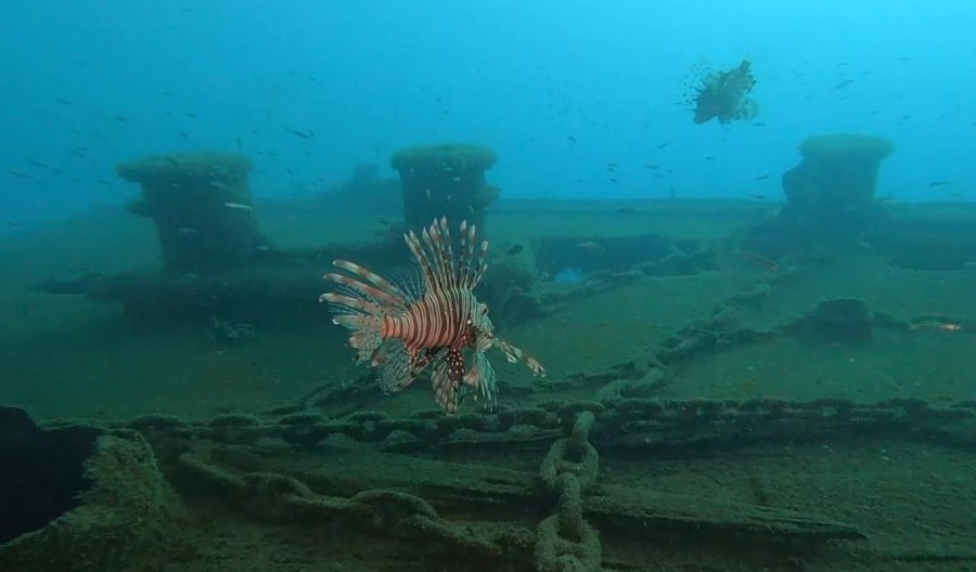 Mutfakların Yeni Lezzeti Aslan Balığı Olacak