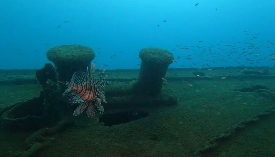 Mutfakların Yeni Lezzeti Aslan Balığı Olacak