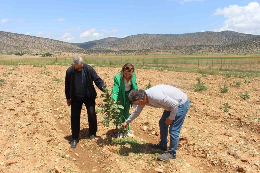 Büyükşehir’in Antep Fıstığı Fidanları Yüz Güldürdü