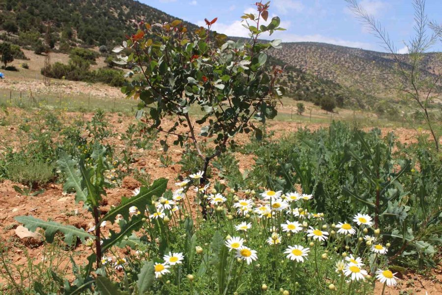 Büyükşehir’in Antep Fıstığı Fidanları Yüz Güldürdü