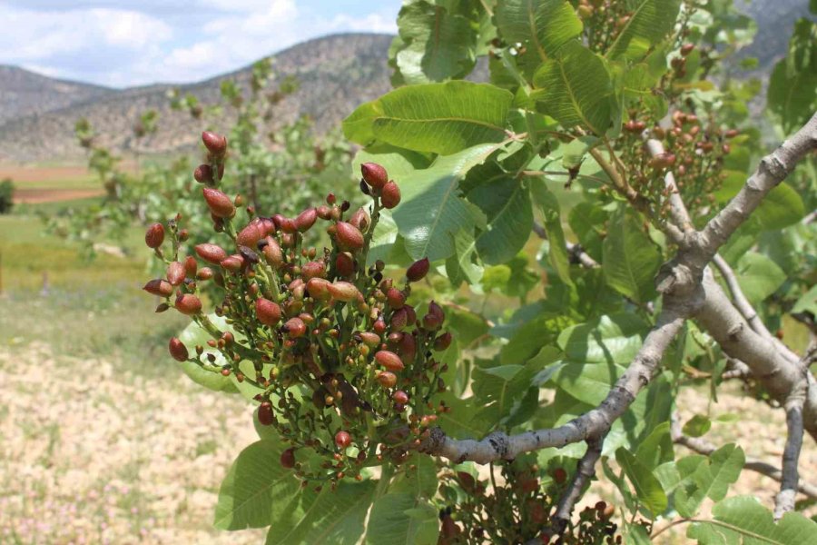 Büyükşehir’in Antep Fıstığı Fidanları Yüz Güldürdü