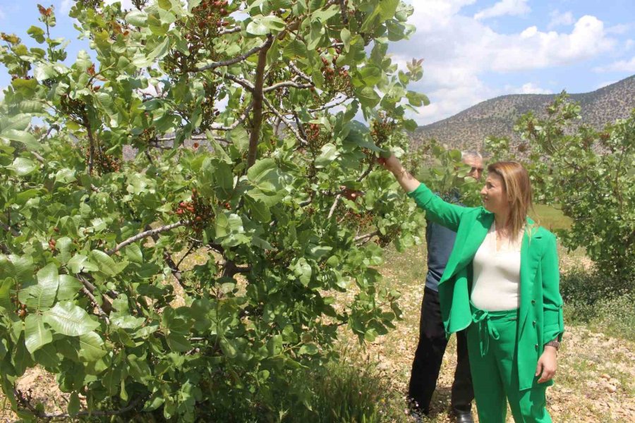 Büyükşehir’in Antep Fıstığı Fidanları Yüz Güldürdü