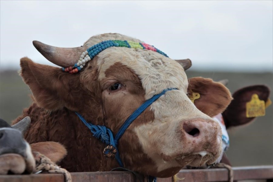 Kayserililerin Kurban Tercihi Küçükbaş Hayvan Oldu