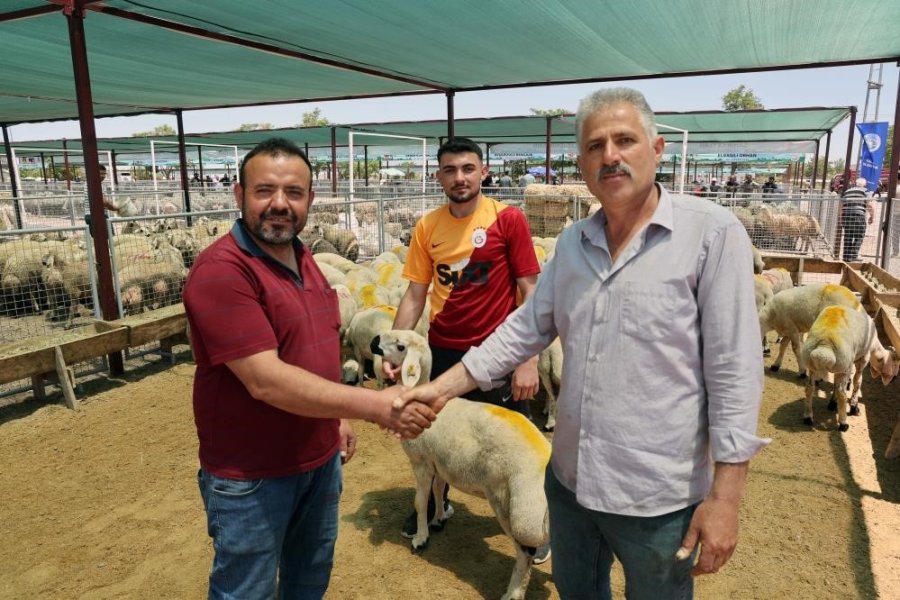 Kayserililerin Kurban Tercihi Küçükbaş Hayvan Oldu