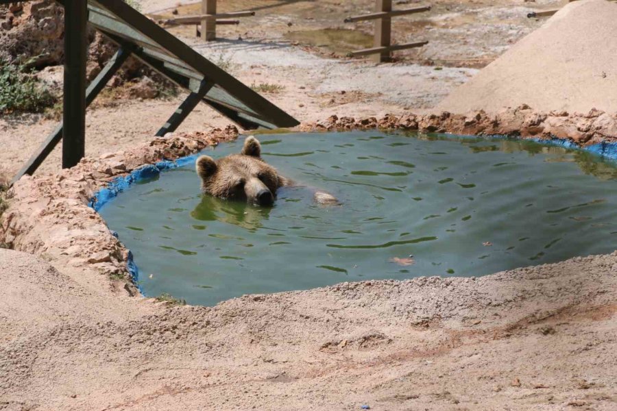 Kavurucu Sıcakta Maymunlar Özel Buzlu Meyve Kokteyliyle, Boz Ayı Ailesi İse Havuzda Serinliyor
