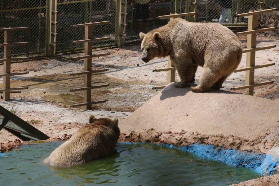 Kavurucu Sıcakta Maymunlar Özel Buzlu Meyve Kokteyliyle, Boz Ayı Ailesi İse Havuzda Serinliyor