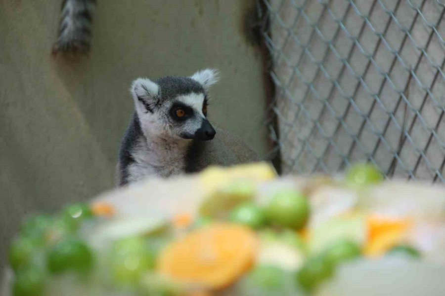 Kavurucu Sıcakta Maymunlar Özel Buzlu Meyve Kokteyliyle, Boz Ayı Ailesi İse Havuzda Serinliyor