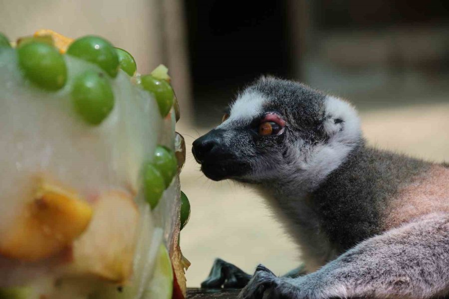 Kavurucu Sıcakta Maymunlar Özel Buzlu Meyve Kokteyliyle, Boz Ayı Ailesi İse Havuzda Serinliyor