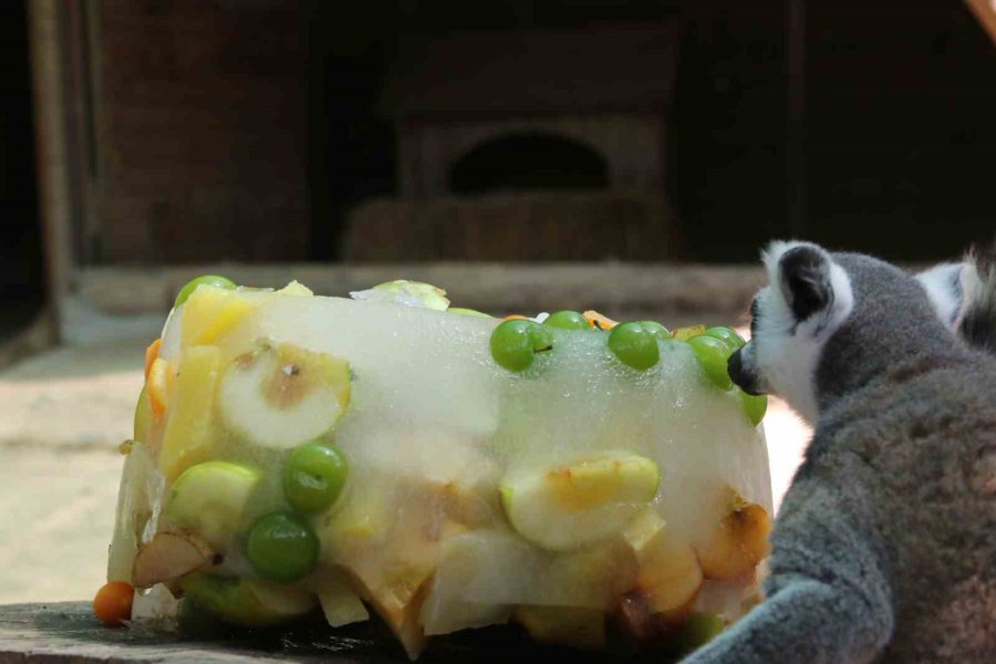 Kavurucu Sıcakta Maymunlar Özel Buzlu Meyve Kokteyliyle, Boz Ayı Ailesi İse Havuzda Serinliyor