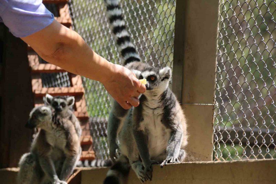 Kavurucu Sıcakta Maymunlar Özel Buzlu Meyve Kokteyliyle, Boz Ayı Ailesi İse Havuzda Serinliyor