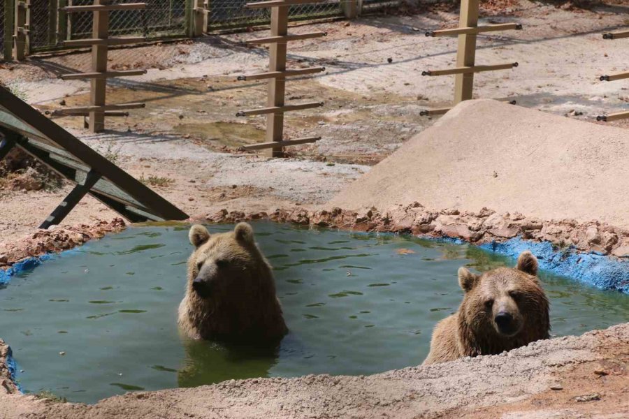 Kavurucu Sıcakta Maymunlar Özel Buzlu Meyve Kokteyliyle, Boz Ayı Ailesi İse Havuzda Serinliyor