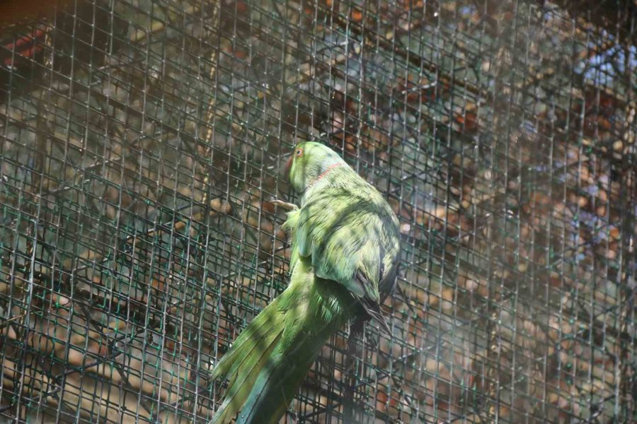 Kavurucu Sıcakta Maymunlar Özel Buzlu Meyve Kokteyliyle, Boz Ayı Ailesi İse Havuzda Serinliyor