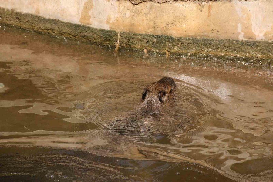 Kavurucu Sıcakta Maymunlar Özel Buzlu Meyve Kokteyliyle, Boz Ayı Ailesi İse Havuzda Serinliyor