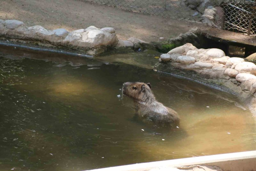 Kavurucu Sıcakta Maymunlar Özel Buzlu Meyve Kokteyliyle, Boz Ayı Ailesi İse Havuzda Serinliyor