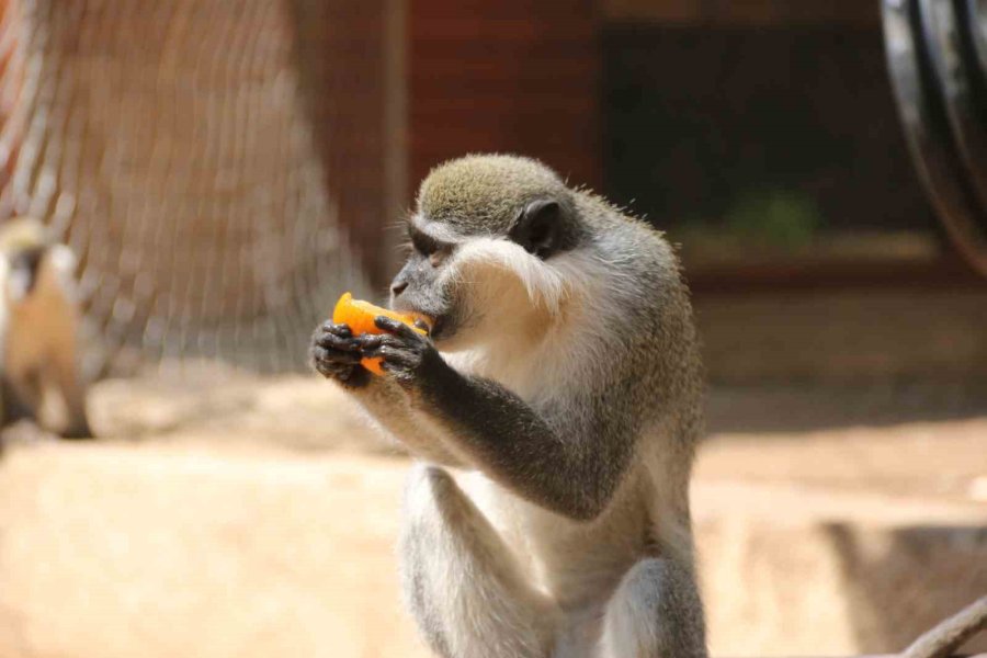 Kavurucu Sıcakta Maymunlar Özel Buzlu Meyve Kokteyliyle, Boz Ayı Ailesi İse Havuzda Serinliyor