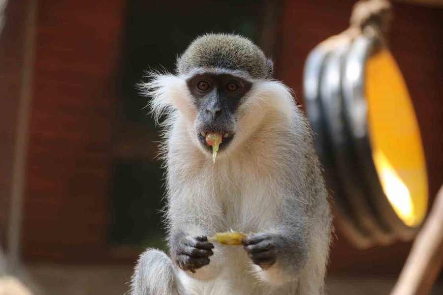 Kavurucu Sıcakta Maymunlar Özel Buzlu Meyve Kokteyliyle, Boz Ayı Ailesi İse Havuzda Serinliyor