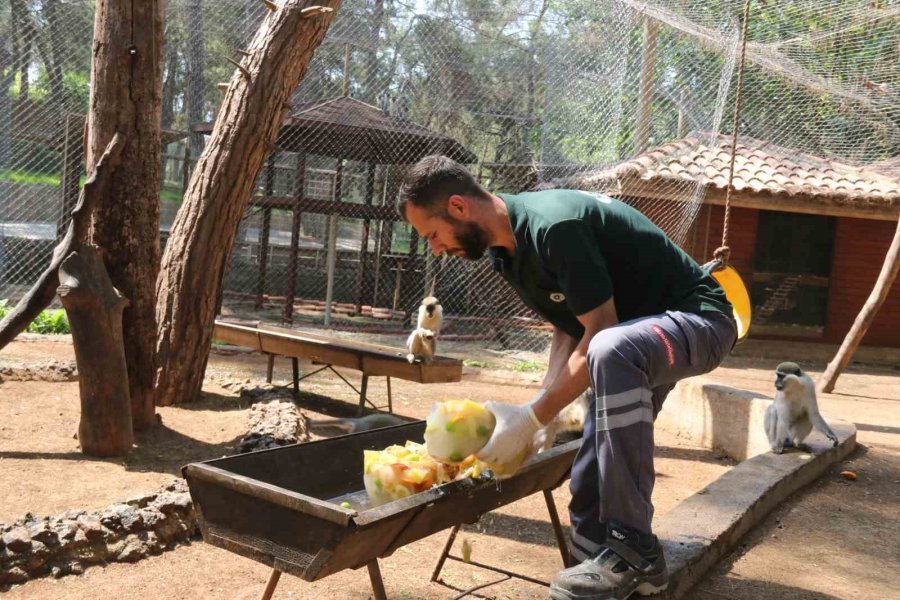 Kavurucu Sıcakta Maymunlar Özel Buzlu Meyve Kokteyliyle, Boz Ayı Ailesi İse Havuzda Serinliyor