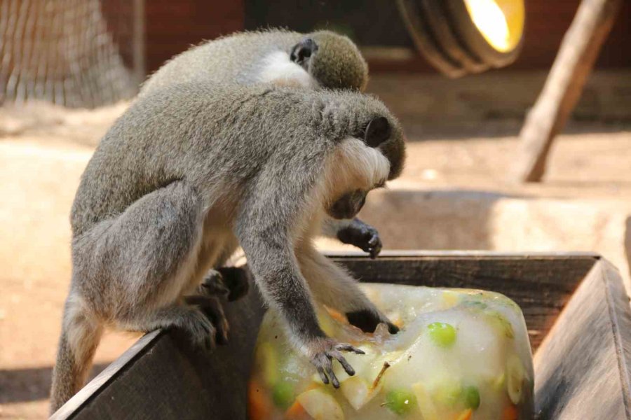 Kavurucu Sıcakta Maymunlar Özel Buzlu Meyve Kokteyliyle, Boz Ayı Ailesi İse Havuzda Serinliyor