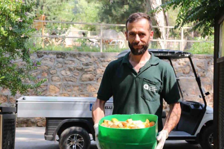 Kavurucu Sıcakta Maymunlar Özel Buzlu Meyve Kokteyliyle, Boz Ayı Ailesi İse Havuzda Serinliyor