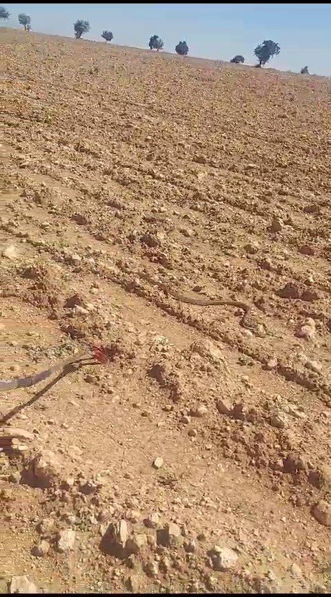 Park Halindeki Aracın Motorundan 1.5 Metre Uzunluğunda Yılan Çıktı