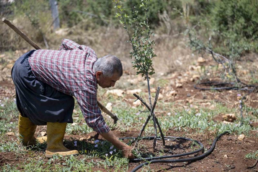 Mersin Büyükşehir Belediyesinin Tarımsal Üretime Desteği Sürüyor