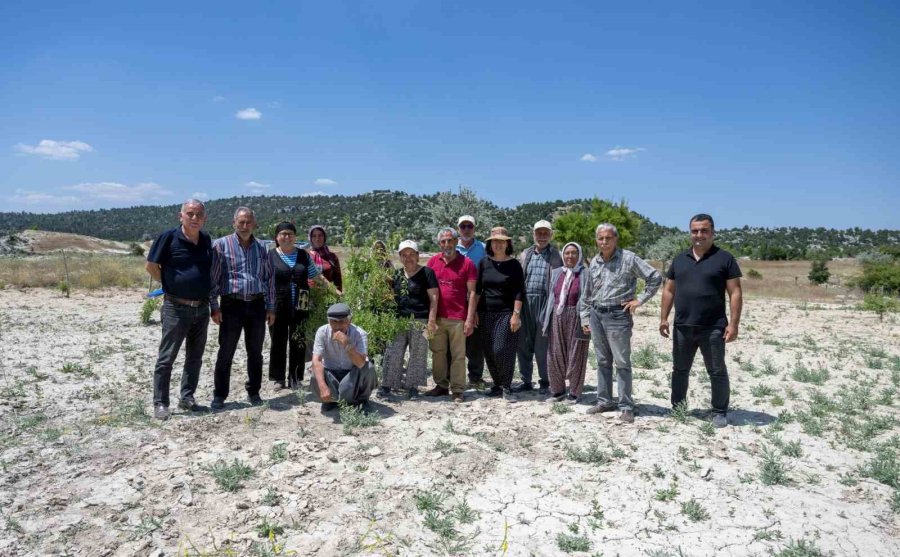 Mersin Büyükşehir Belediyesinin Tarımsal Üretime Desteği Sürüyor