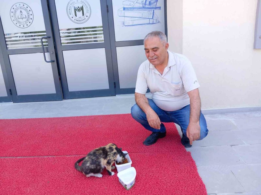 Sevimli Kedi, Emirdağ Mithatpaşa Ortaokulu’nun Bekçiliğini Yapıyor