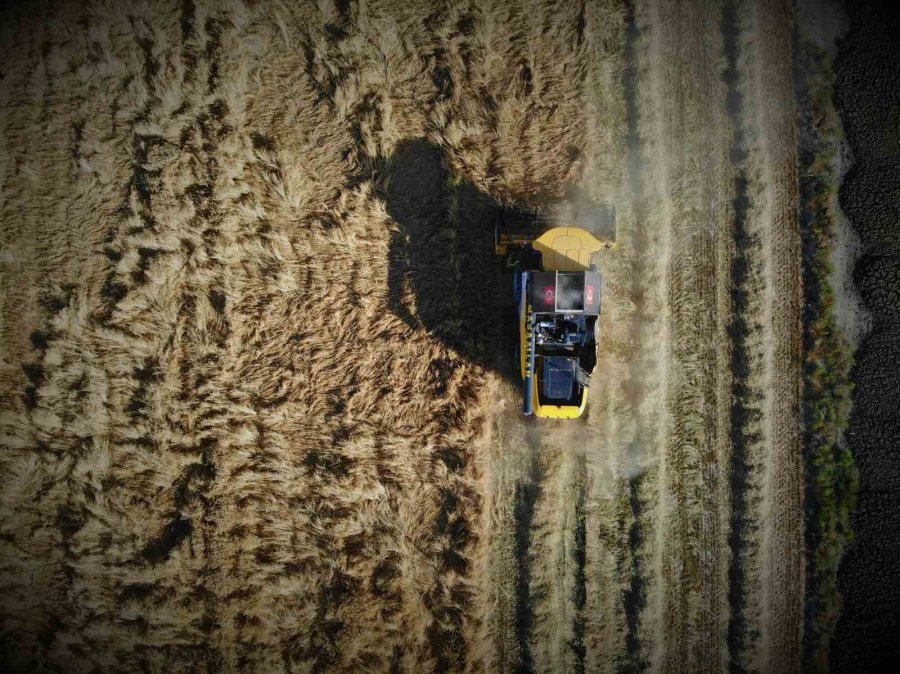 Tahıl Ambarı Konya Ovasında Arpa Hasadı Başladı