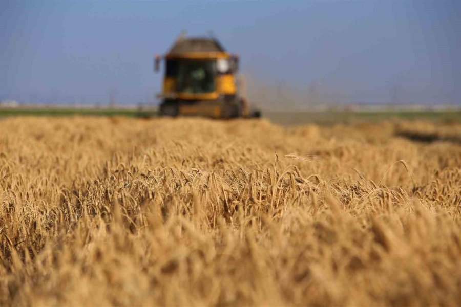 Tahıl Ambarı Konya Ovasında Arpa Hasadı Başladı