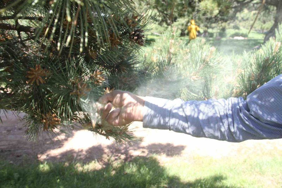 Yaylaları Çam Ağacı Poleni Sardı