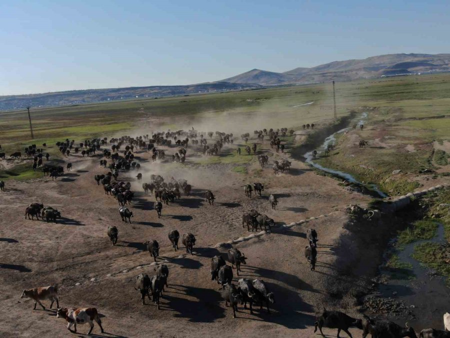 Burası Afrika Değil Kayseri