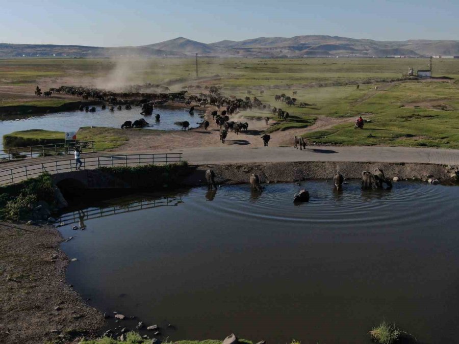 Burası Afrika Değil Kayseri
