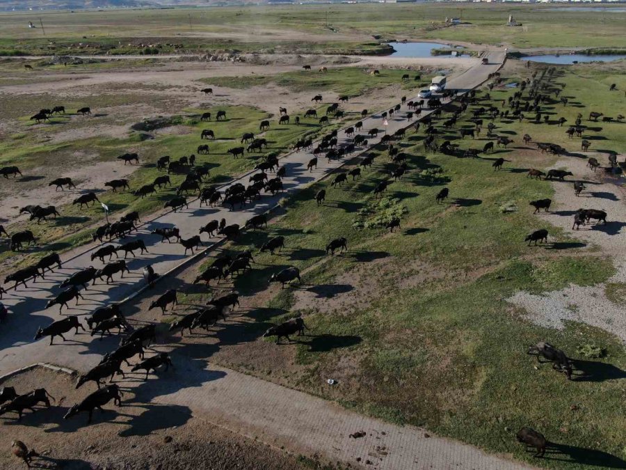 Burası Afrika Değil Kayseri