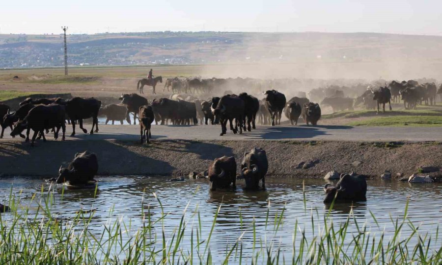 Burası Afrika Değil Kayseri