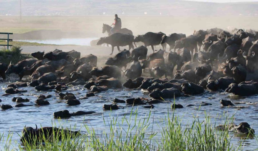 Burası Afrika Değil Kayseri