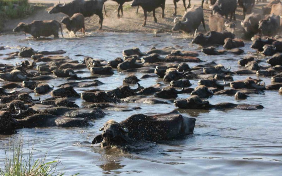 Burası Afrika Değil Kayseri